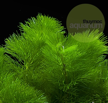 Trang trại Thuỷ Mộc Aquarium