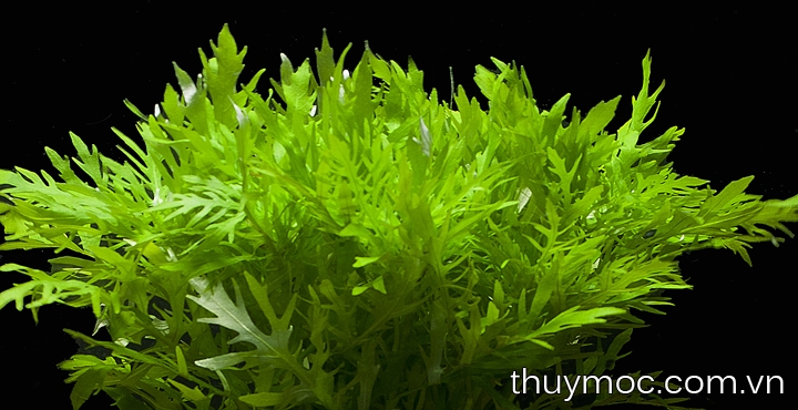 Trang trại Thuỷ Mộc Aquarium