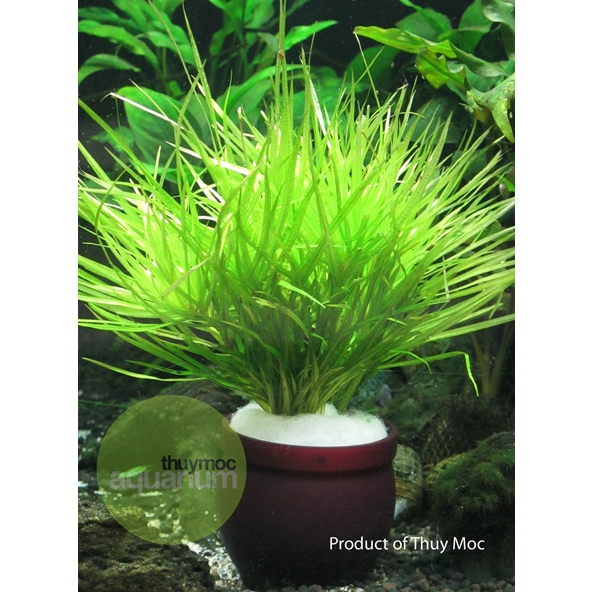 Trang trại Thuỷ Mộc Aquarium