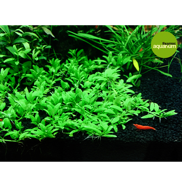 Trang trại Thuỷ Mộc Aquarium