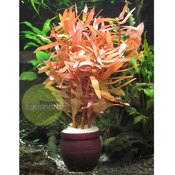 Trang trại Thuỷ Mộc Aquarium