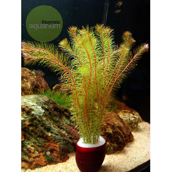 Trang trại Thuỷ Mộc Aquarium
