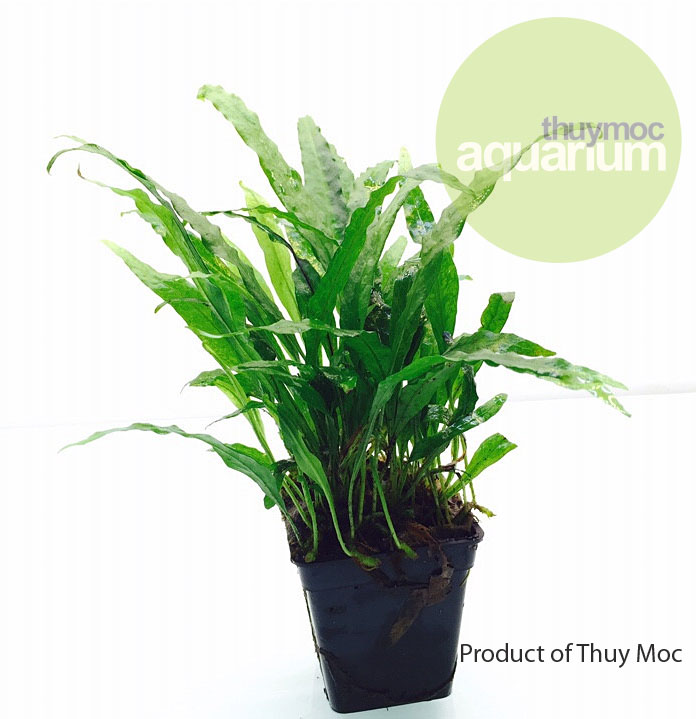 Trang trại Thuỷ Mộc Aquarium