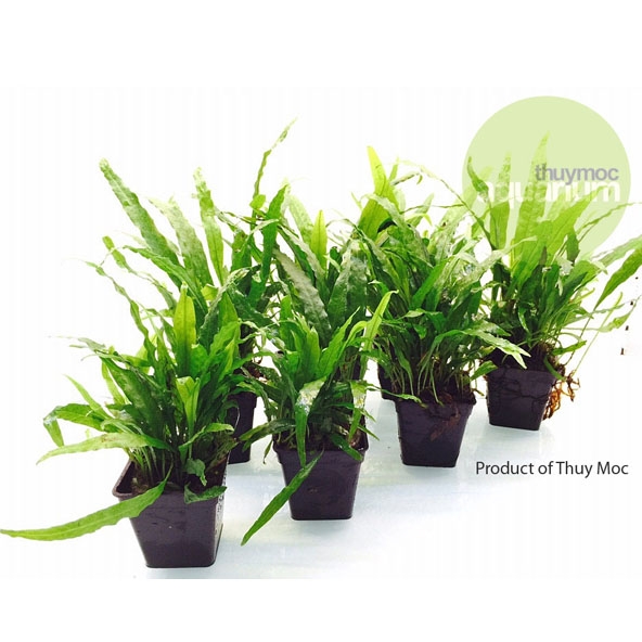 Trang trại Thuỷ Mộc Aquarium