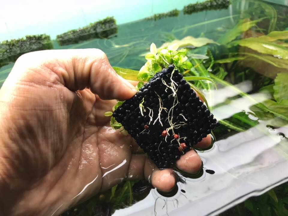 Trang trại Thuỷ Mộc Aquarium