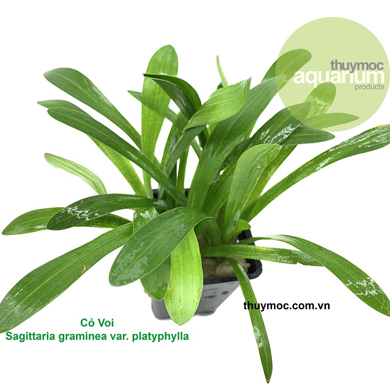 Trang trại Thuỷ Mộc Aquarium