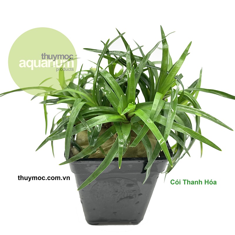 Trang trại Thuỷ Mộc Aquarium
