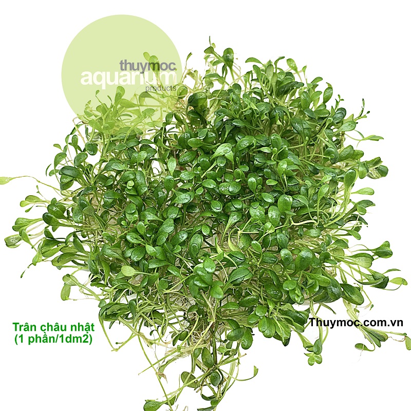 Trang trại Thuỷ Mộc Aquarium