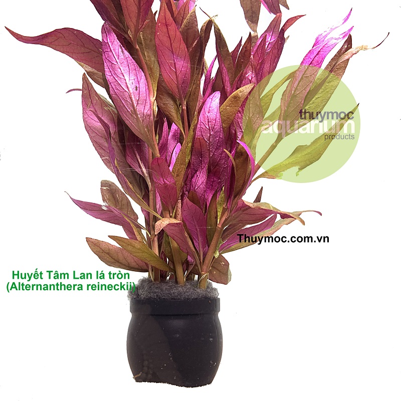 Trang trại Thuỷ Mộc Aquarium