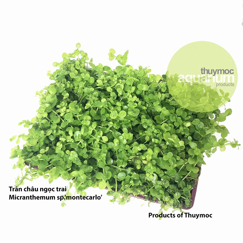 Trang trại Thuỷ Mộc Aquarium