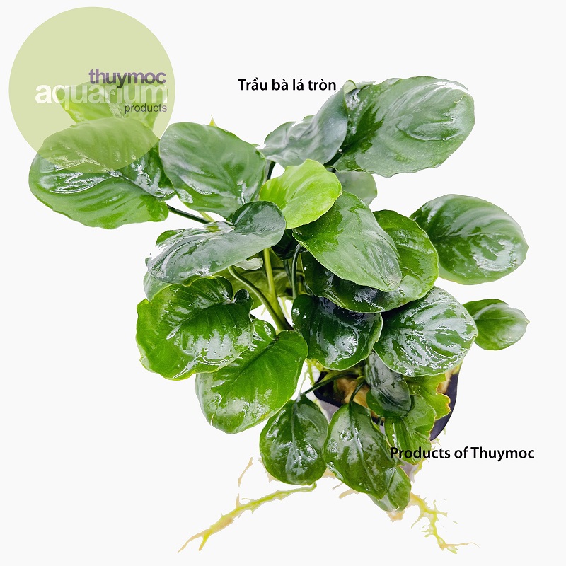 Trang trại Thuỷ Mộc Aquarium