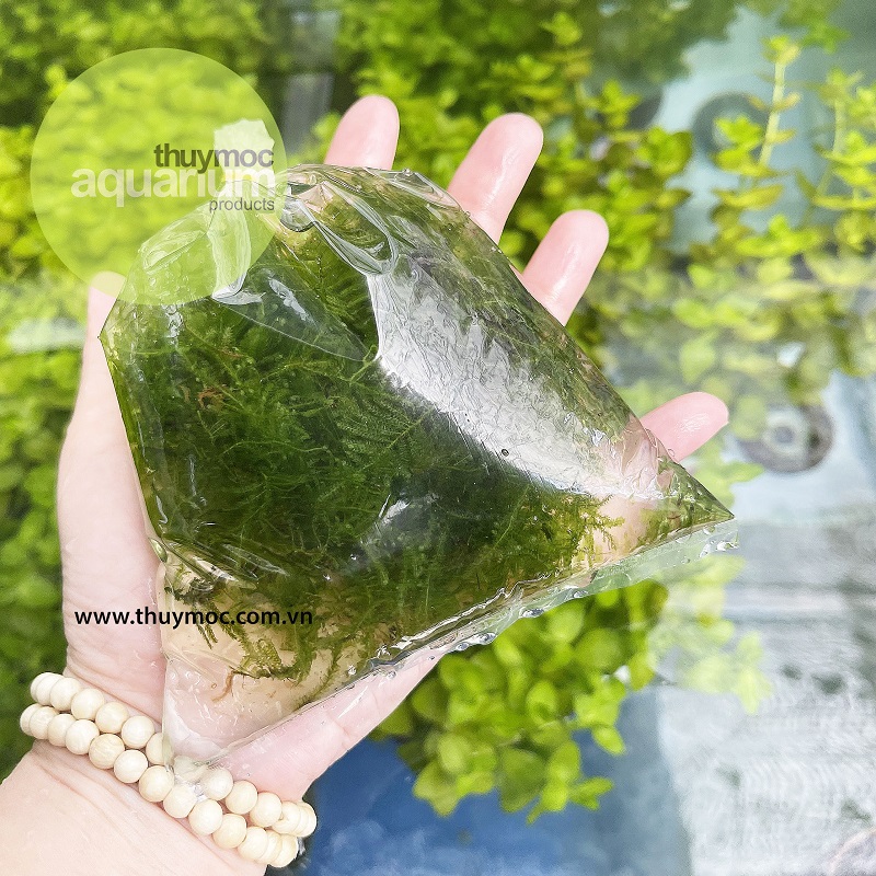 Trang trại Thuỷ Mộc Aquarium