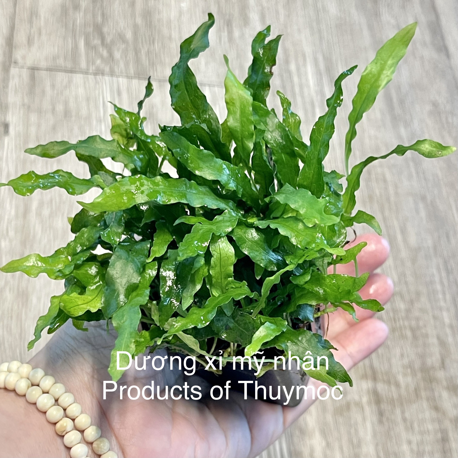 Trang trại Thuỷ Mộc Aquarium