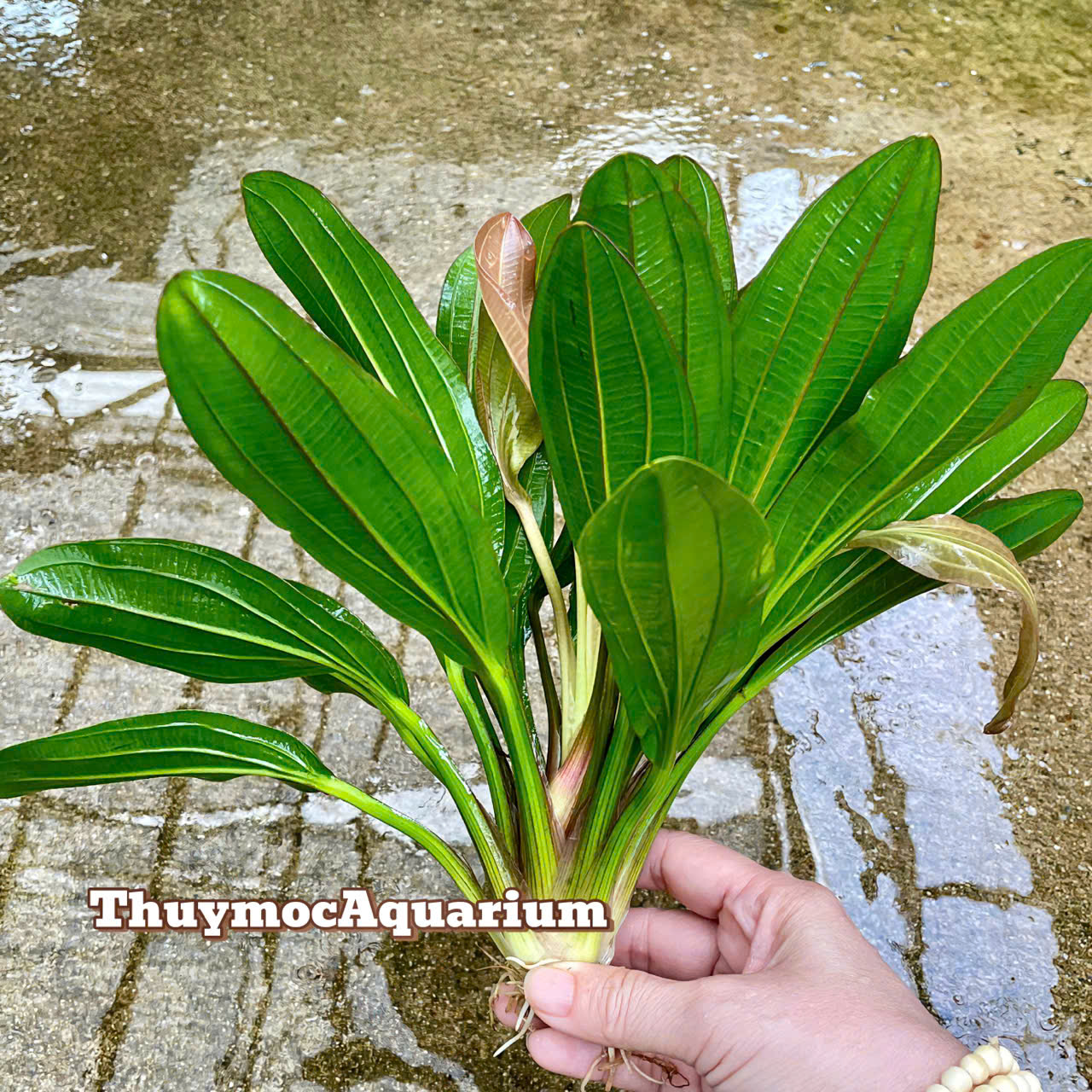 Trang trại Thuỷ Mộc Aquarium