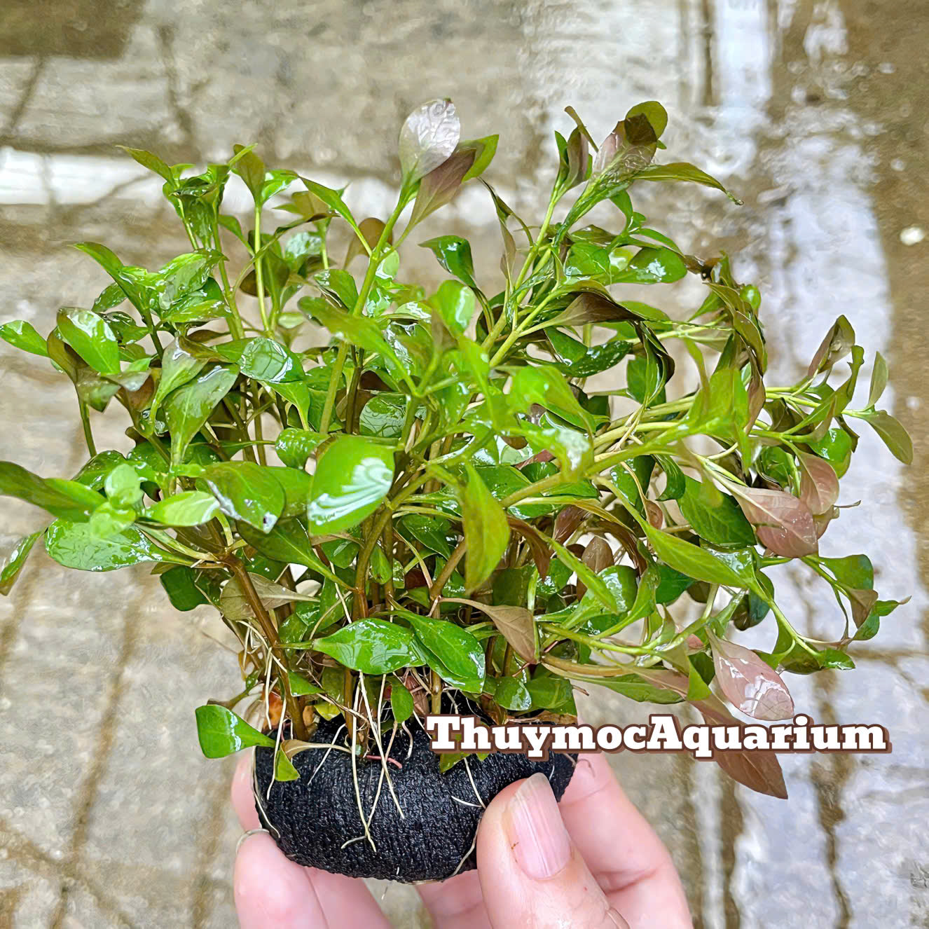 Trang trại Thuỷ Mộc Aquarium