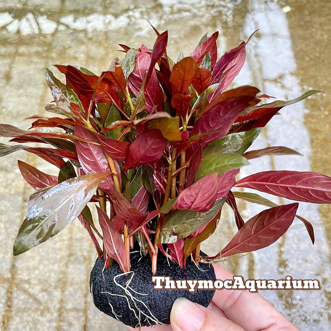 Trang trại Thuỷ Mộc Aquarium