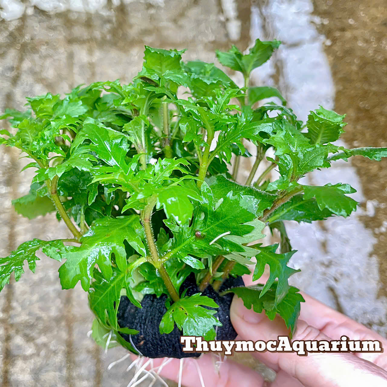 Trang trại Thuỷ Mộc Aquarium