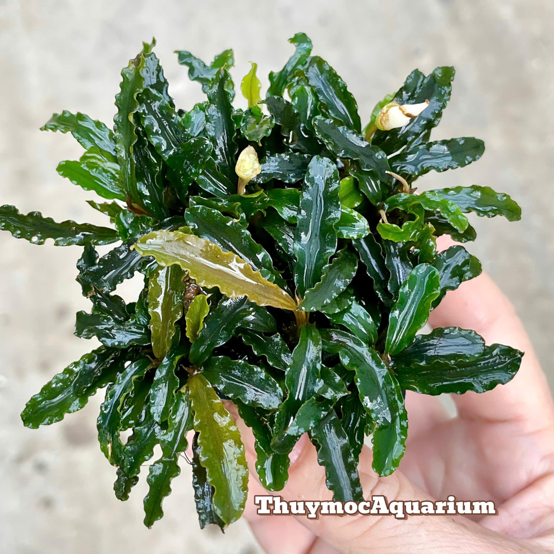 Trang trại Thuỷ Mộc Aquarium
