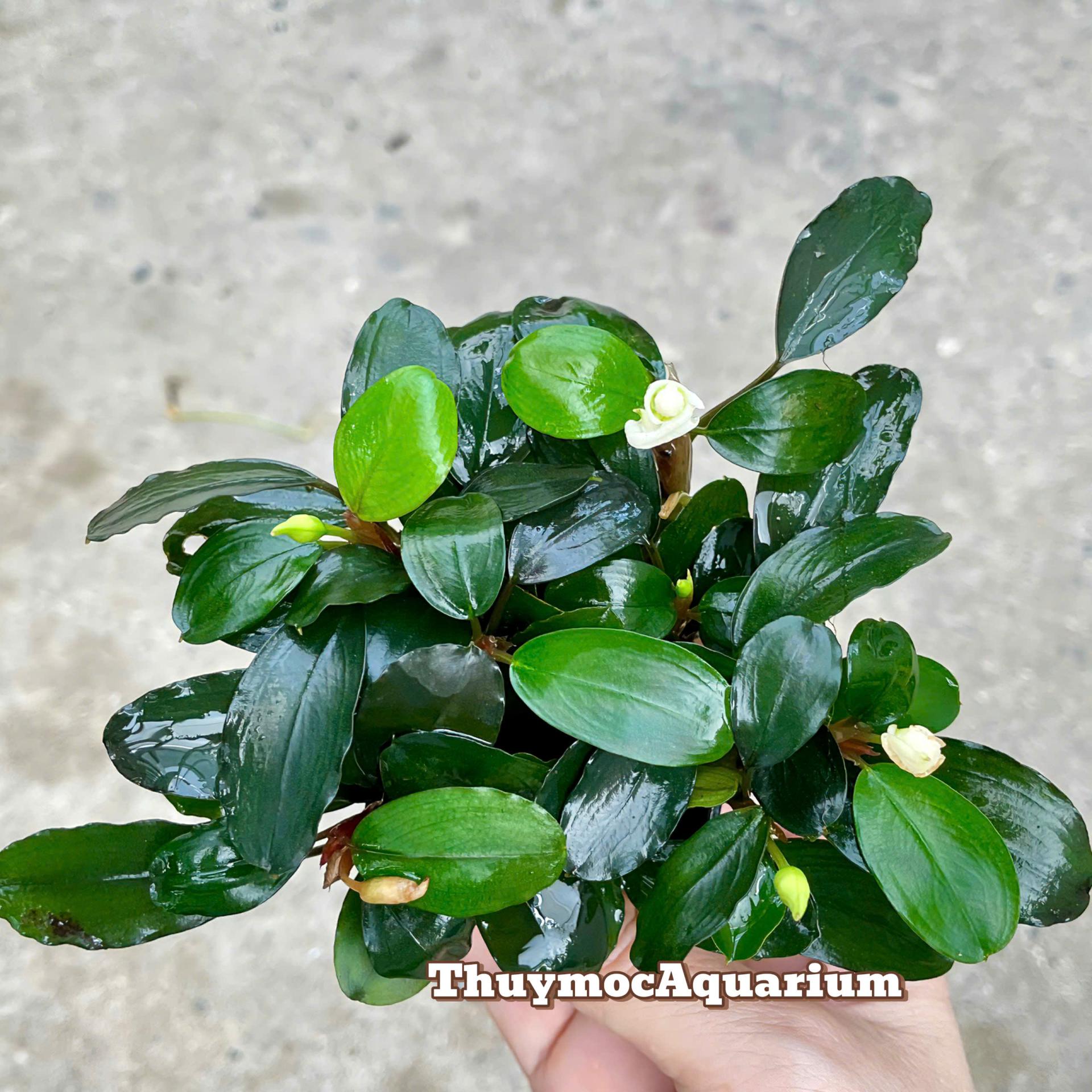 Trang trại Thuỷ Mộc Aquarium