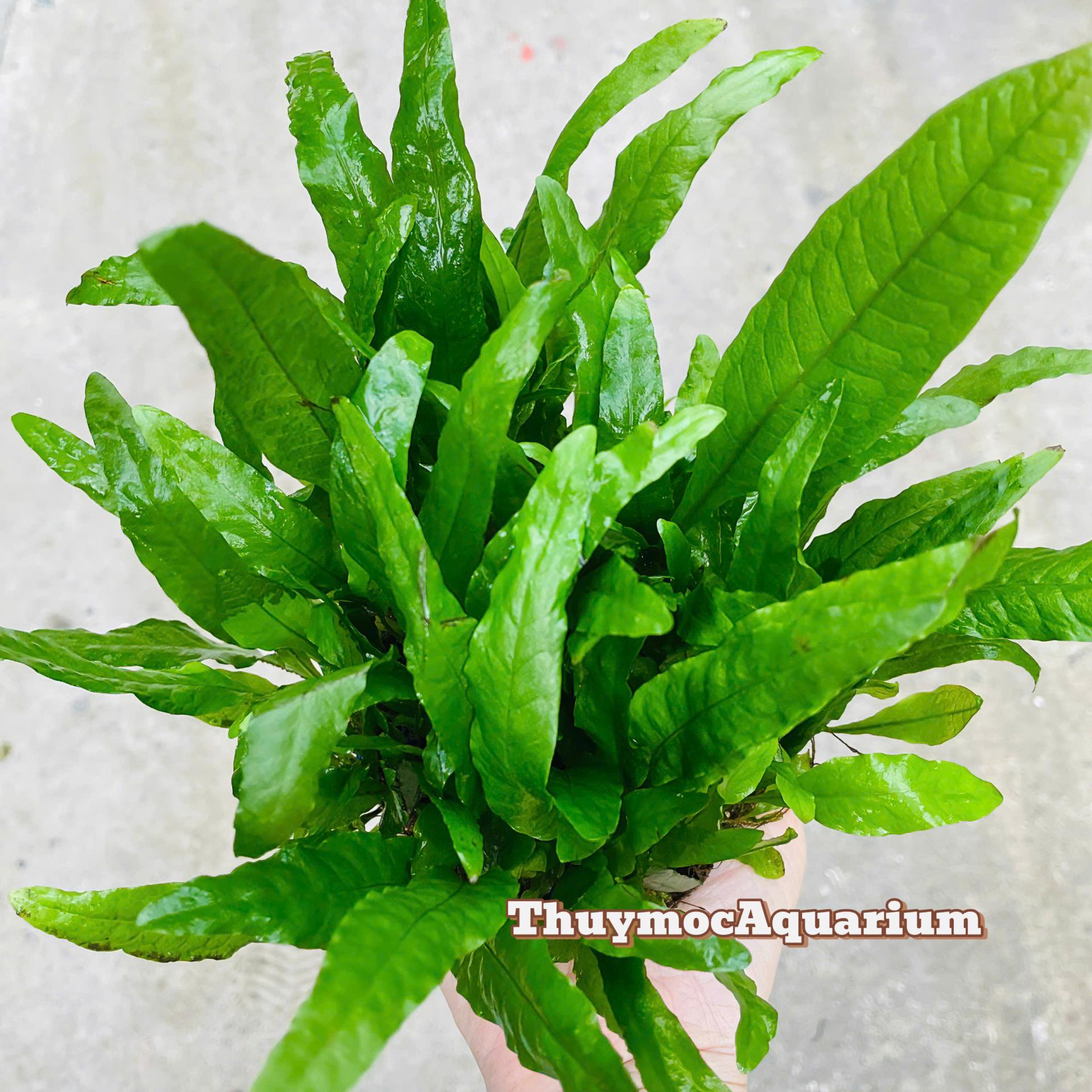 Trang trại Thuỷ Mộc Aquarium