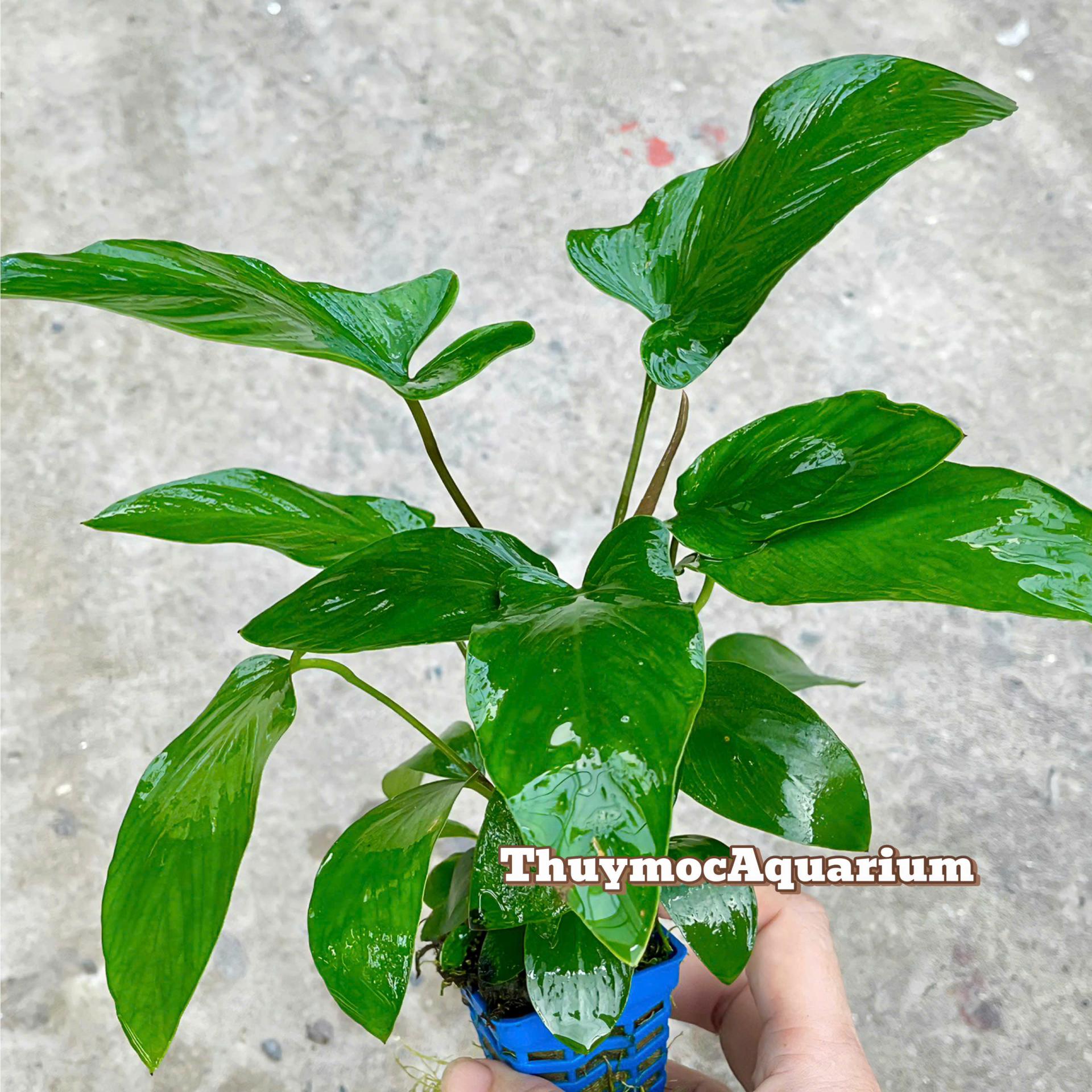 Trang trại Thuỷ Mộc Aquarium