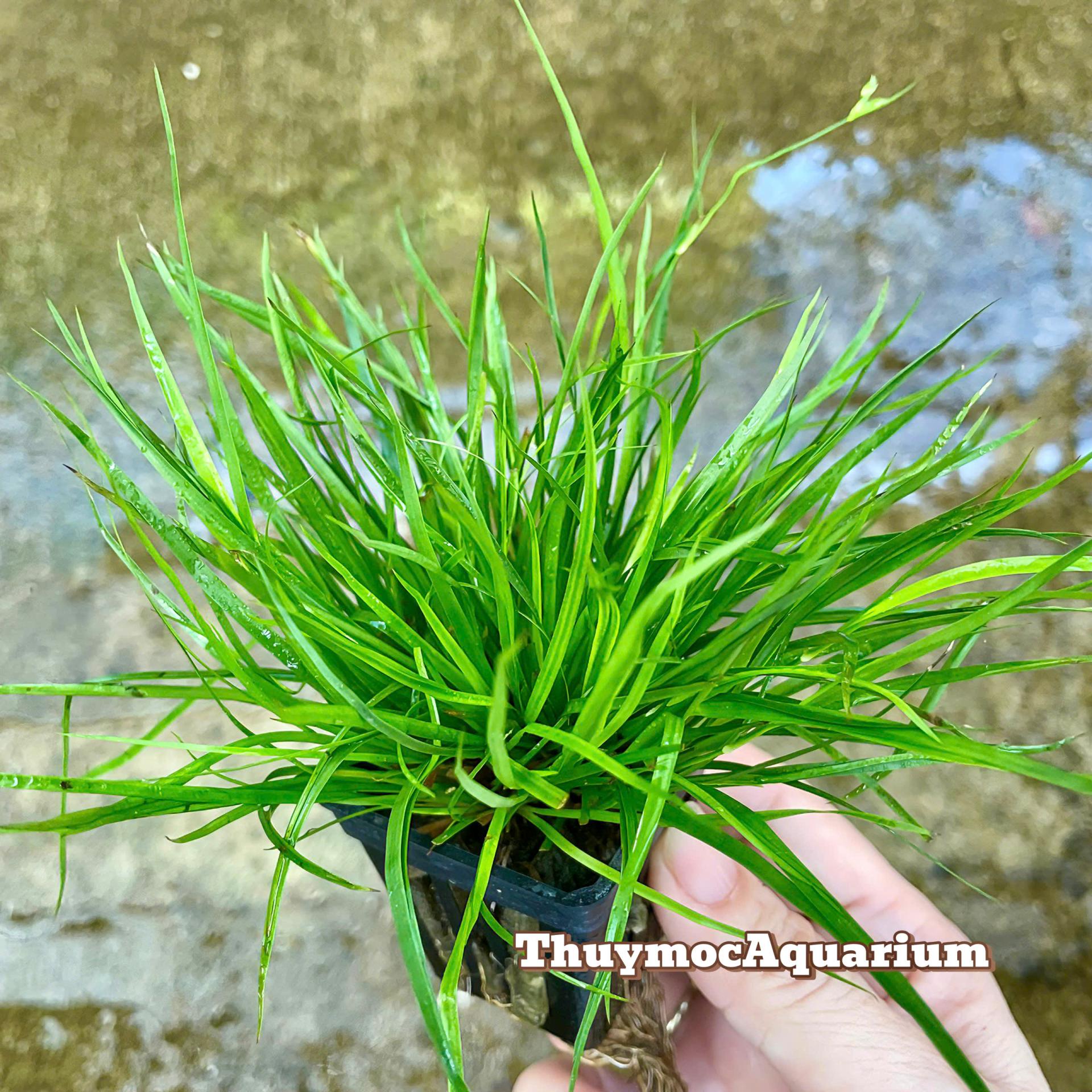 Trang trại Thuỷ Mộc Aquarium