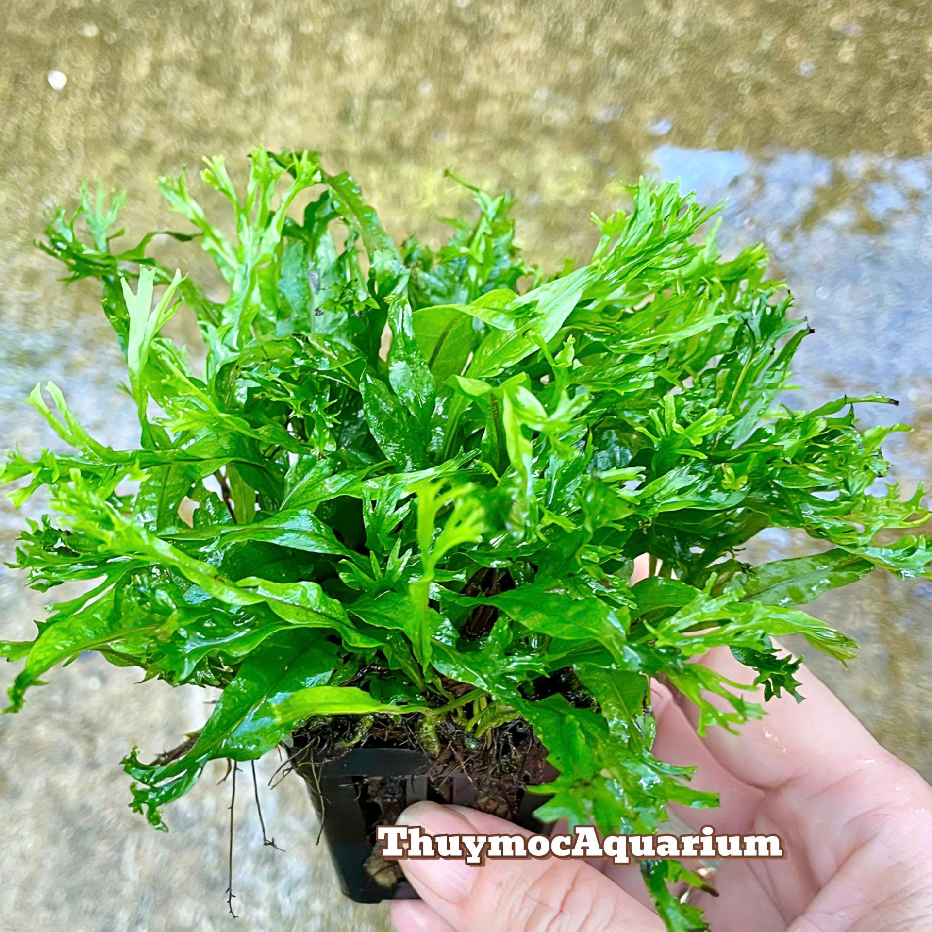 Trang trại Thuỷ Mộc Aquarium