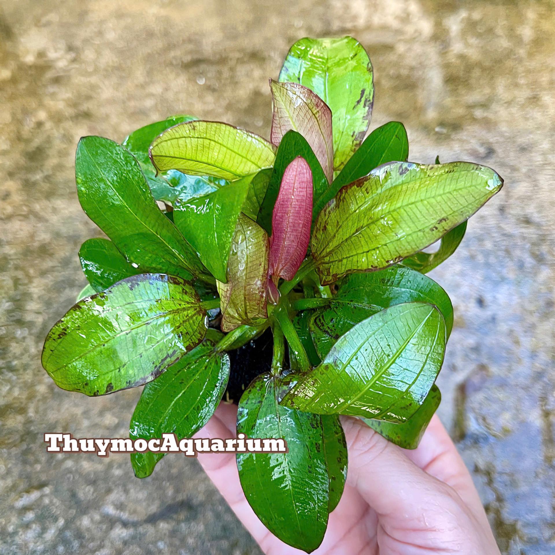 Trang trại Thuỷ Mộc Aquarium