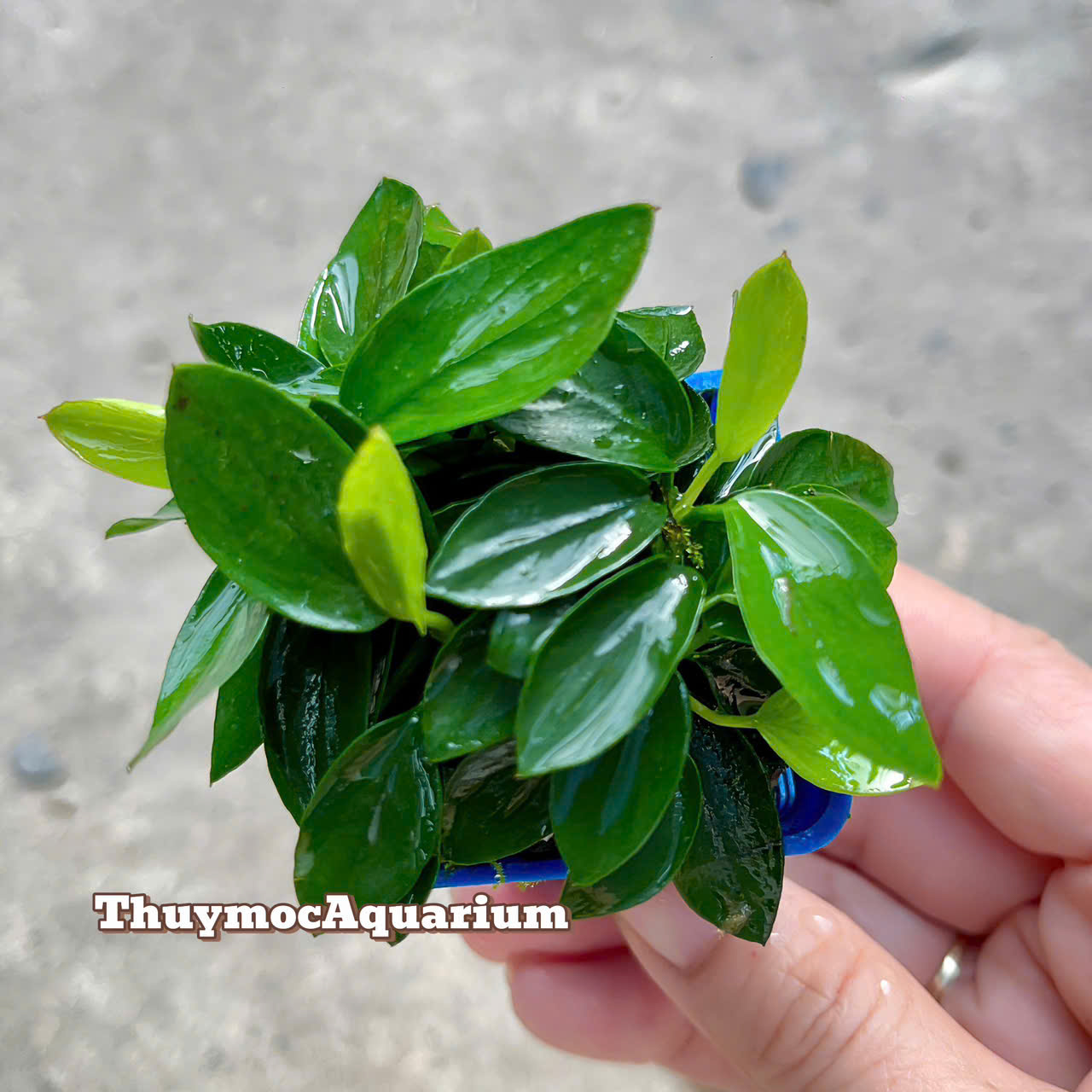 Trang trại Thuỷ Mộc Aquarium