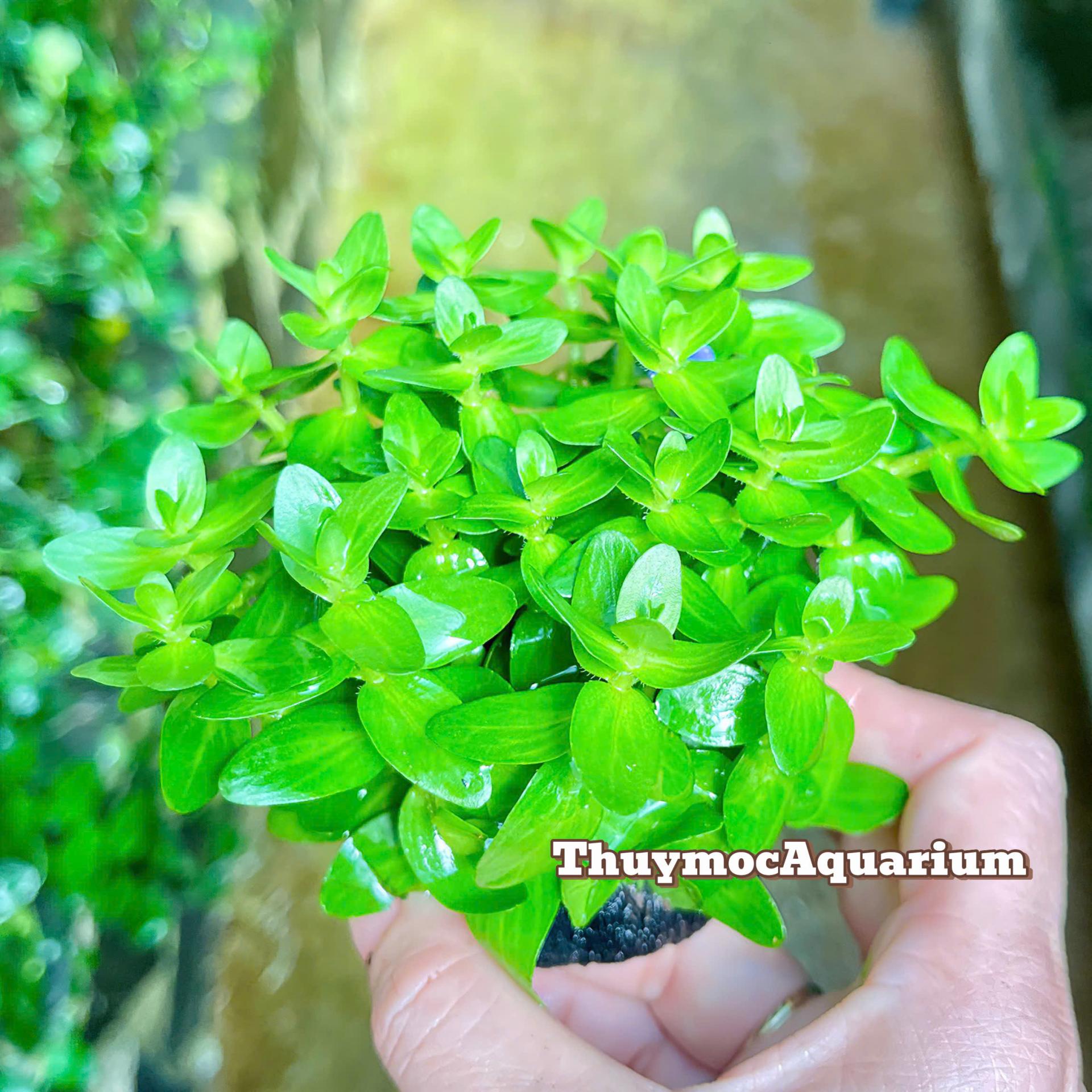 Trang trại Thuỷ Mộc Aquarium