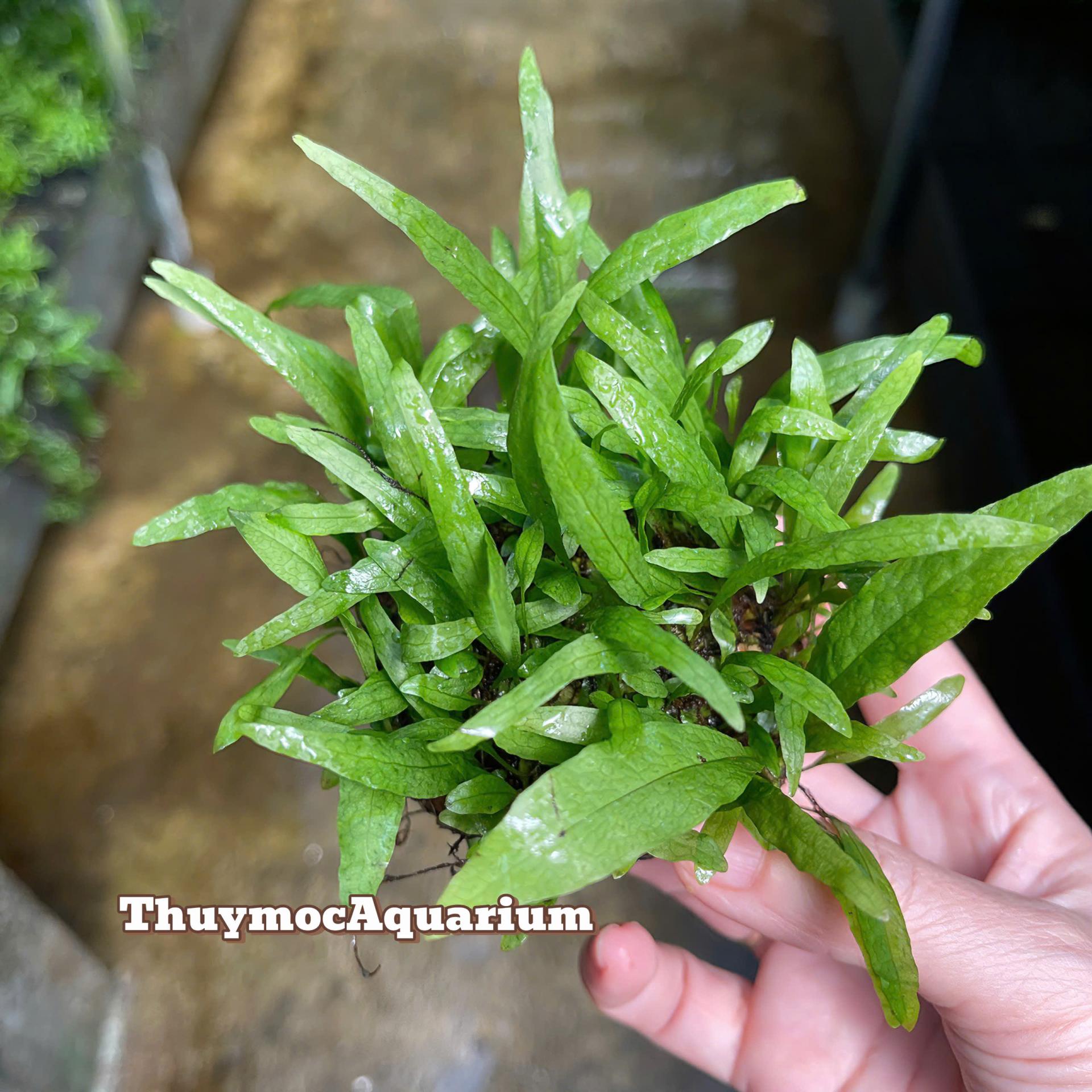 Trang trại Thuỷ Mộc Aquarium