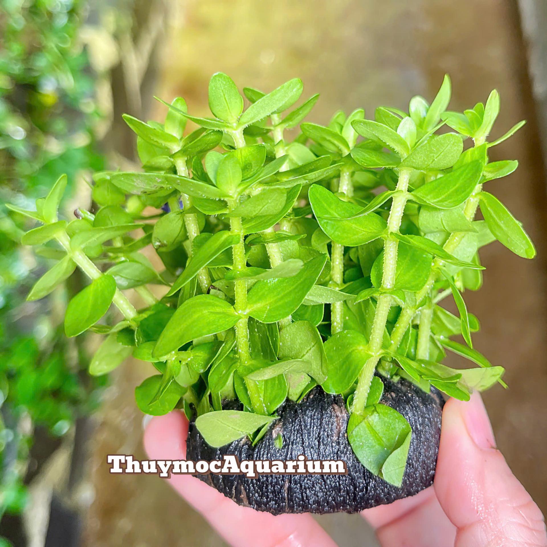 Trang trại Thuỷ Mộc Aquarium