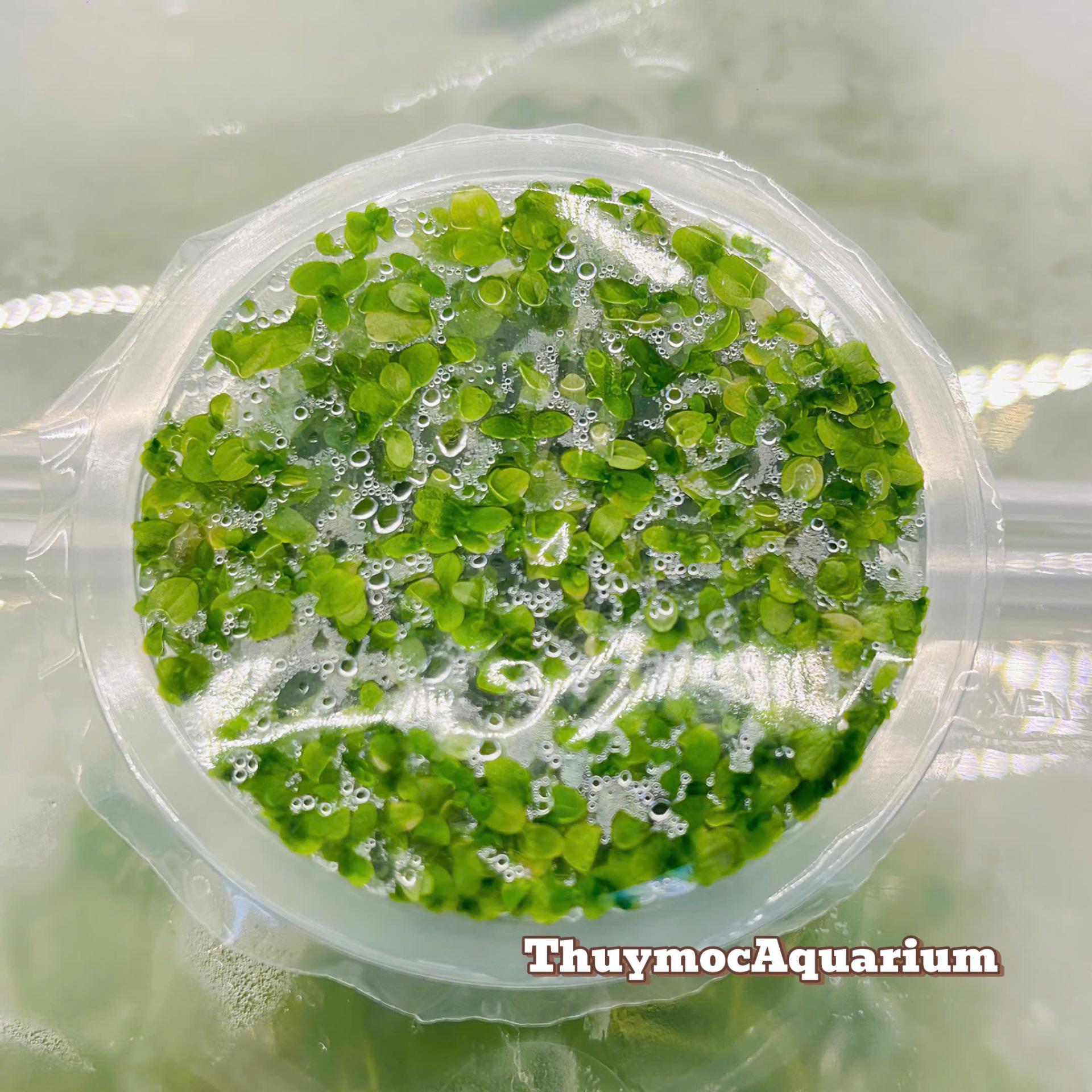 Trang trại Thuỷ Mộc Aquarium