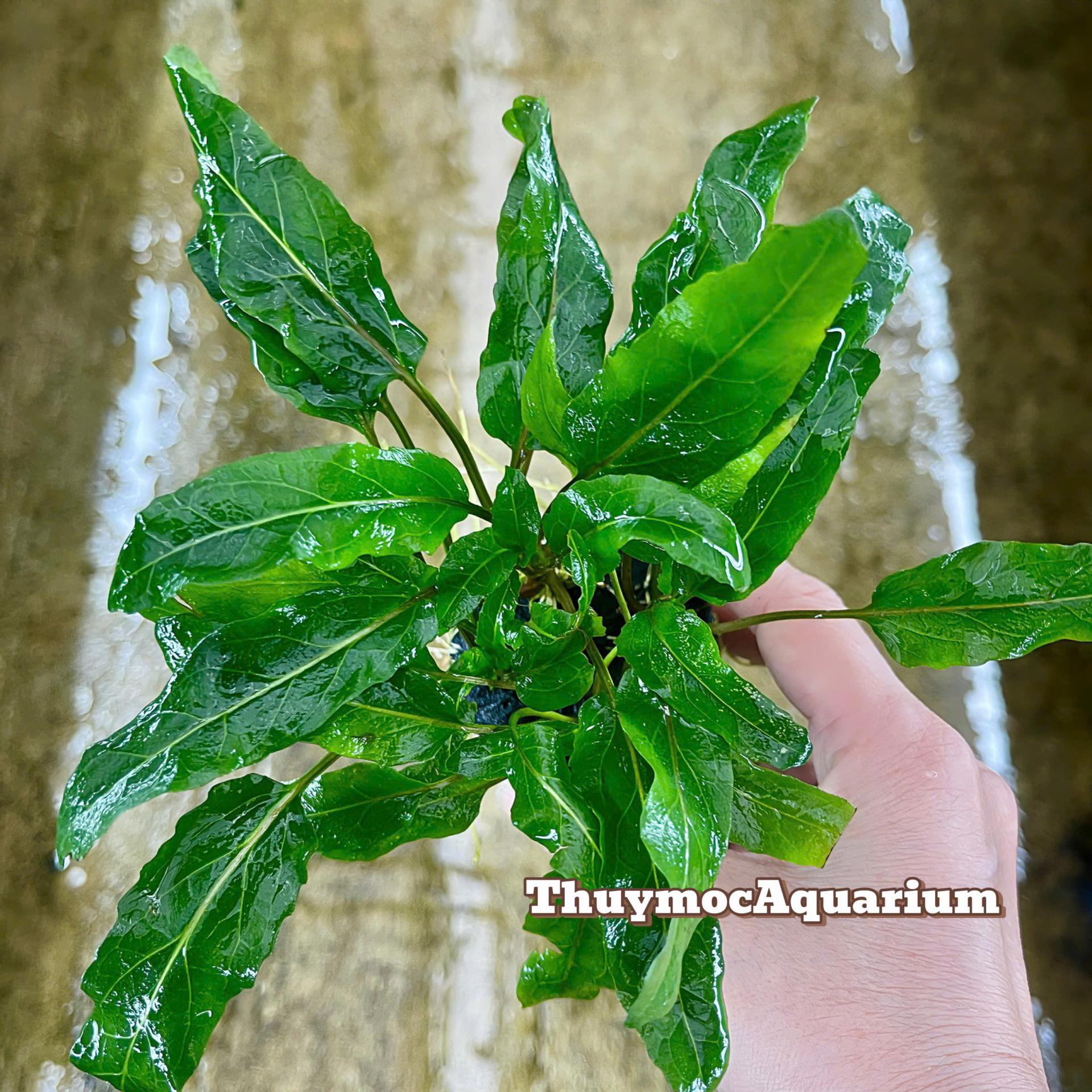 Trang trại Thuỷ Mộc Aquarium