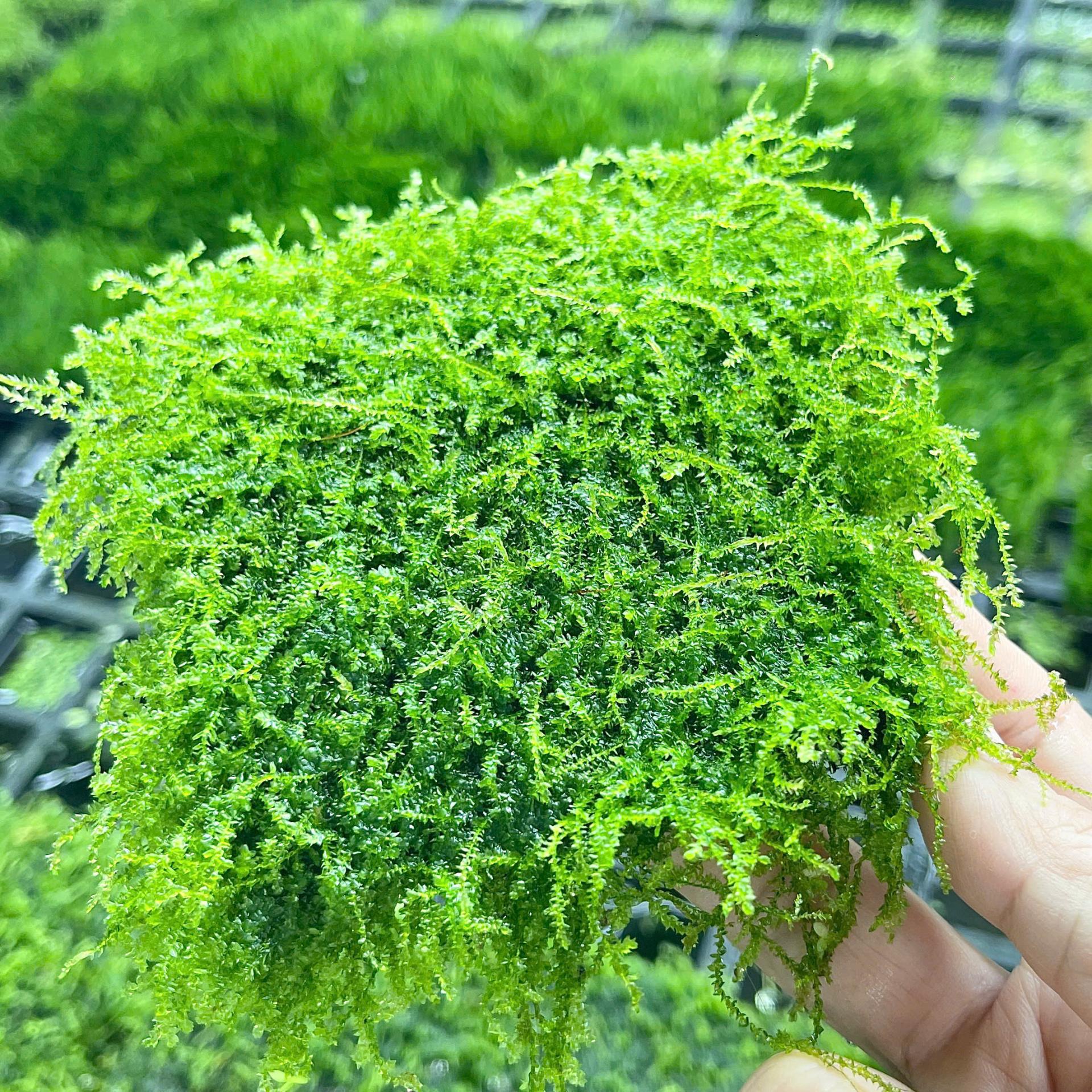 Trang trại Thuỷ Mộc Aquarium