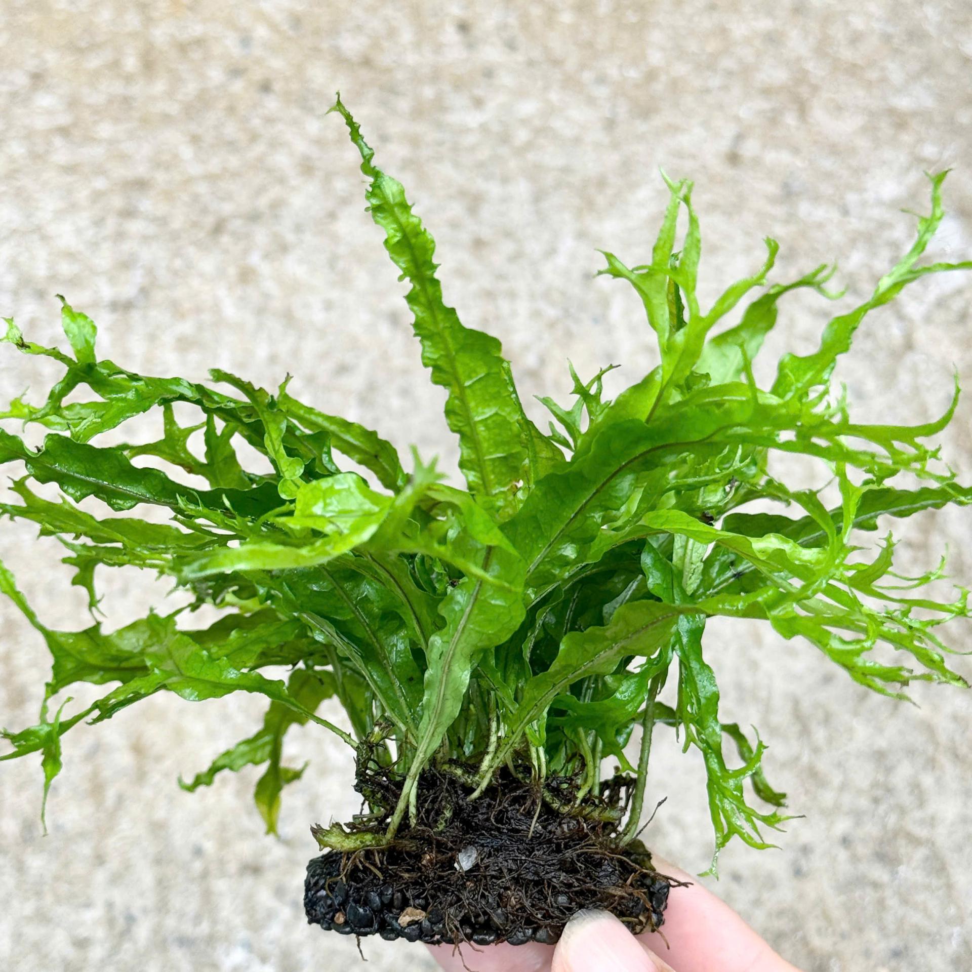Trang trại Thuỷ Mộc Aquarium