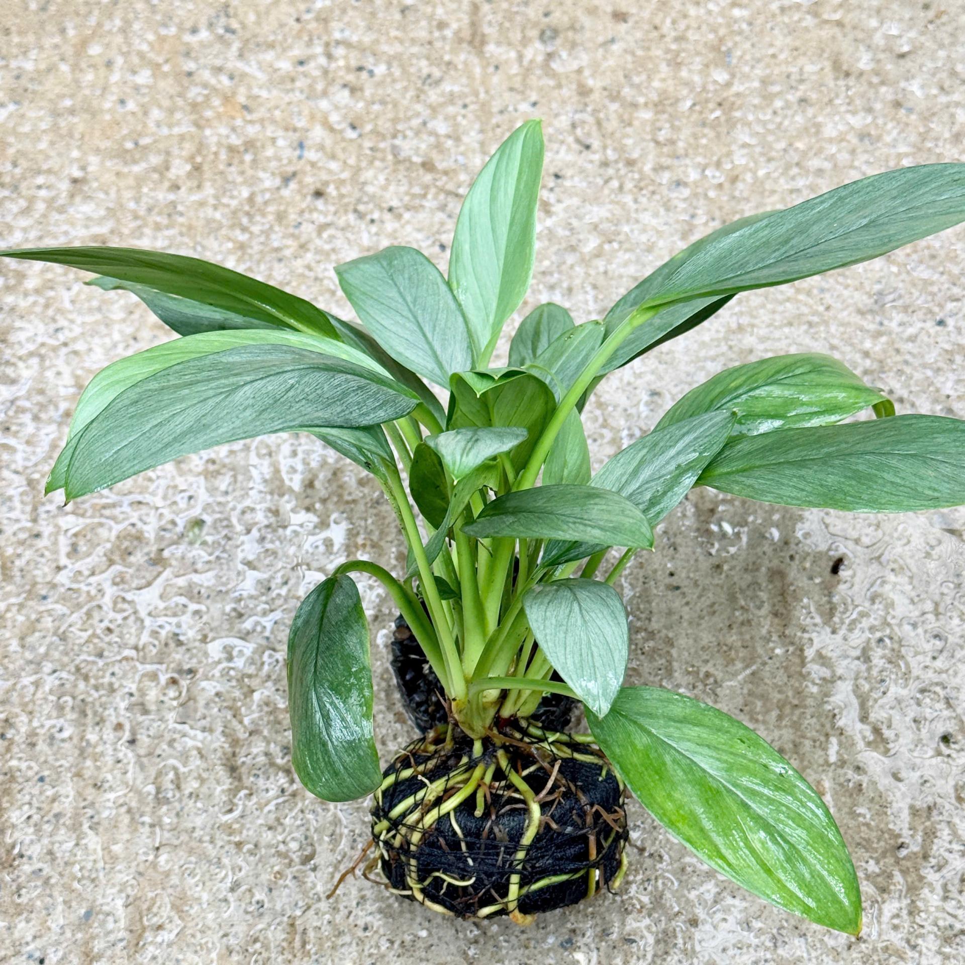 Trang trại Thuỷ Mộc Aquarium