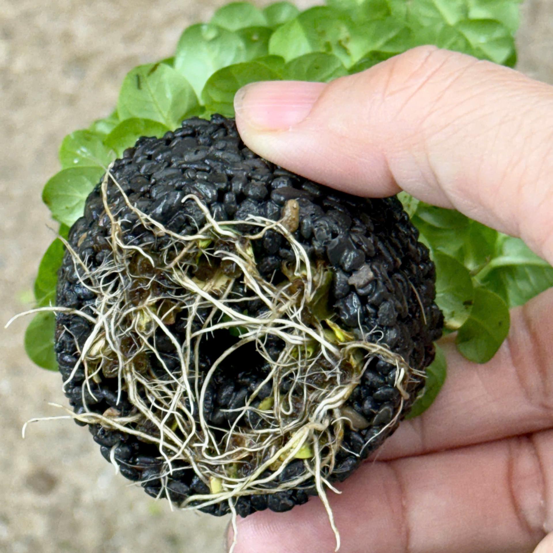 Trang trại Thuỷ Mộc Aquarium