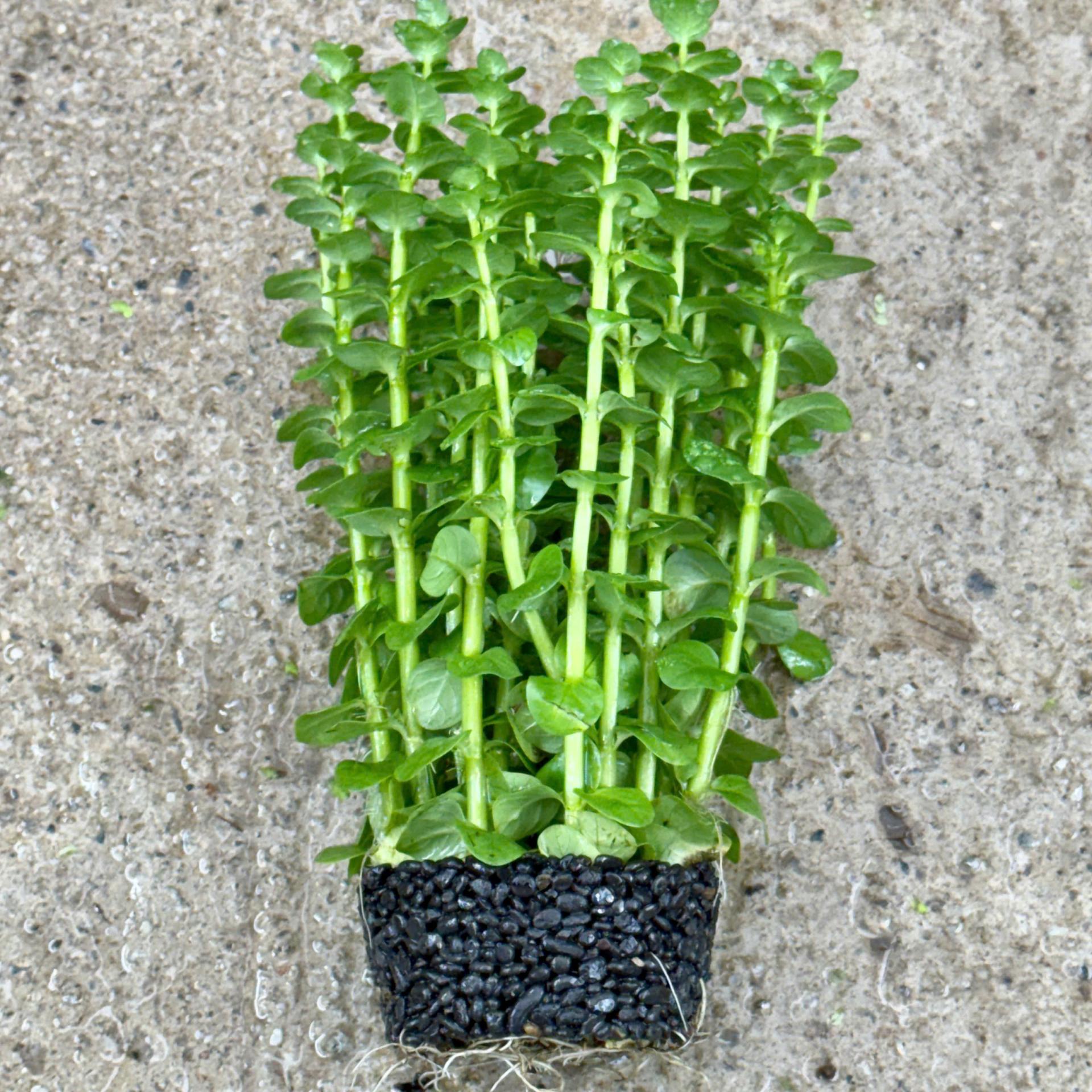 Trang trại Thuỷ Mộc Aquarium