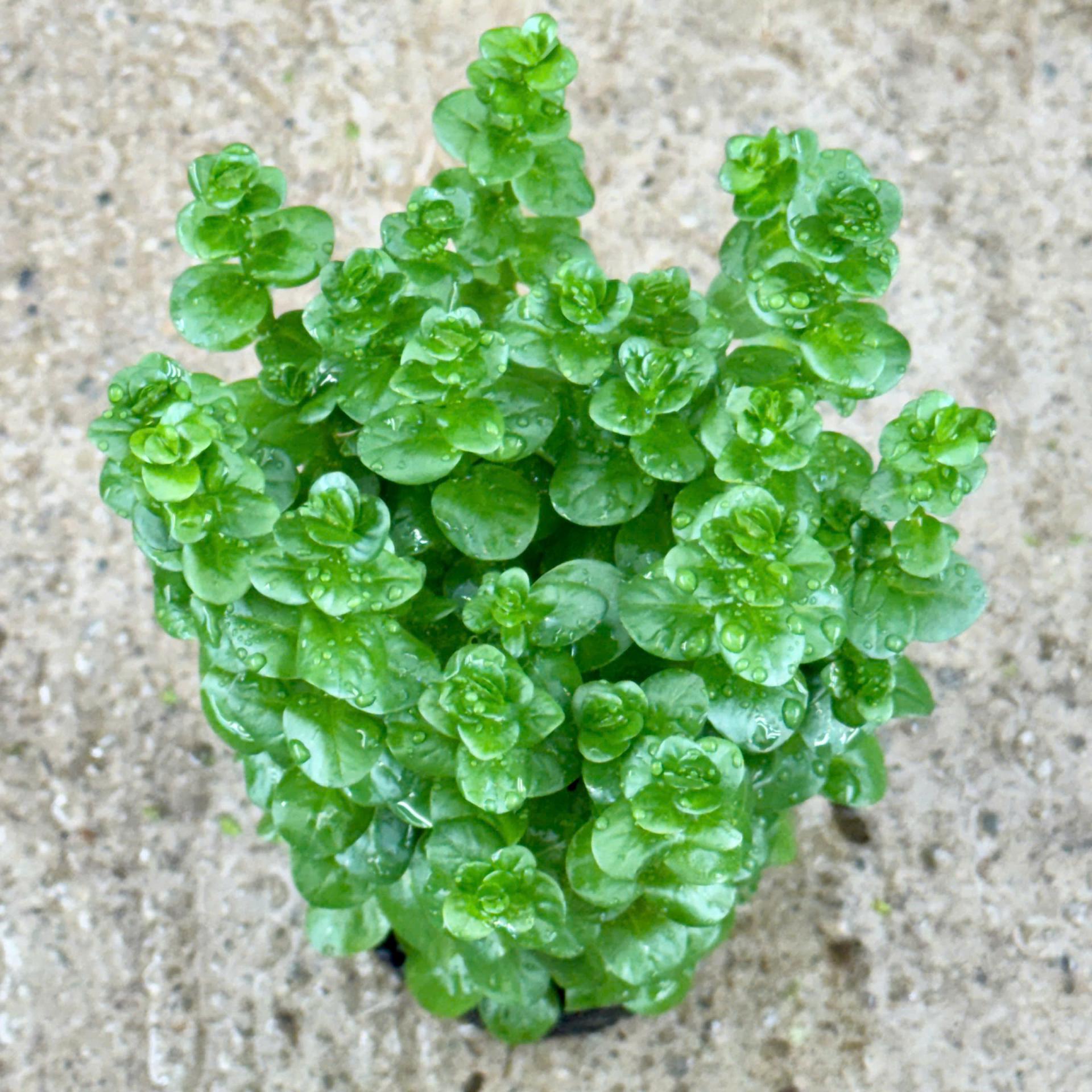 Trang trại Thuỷ Mộc Aquarium