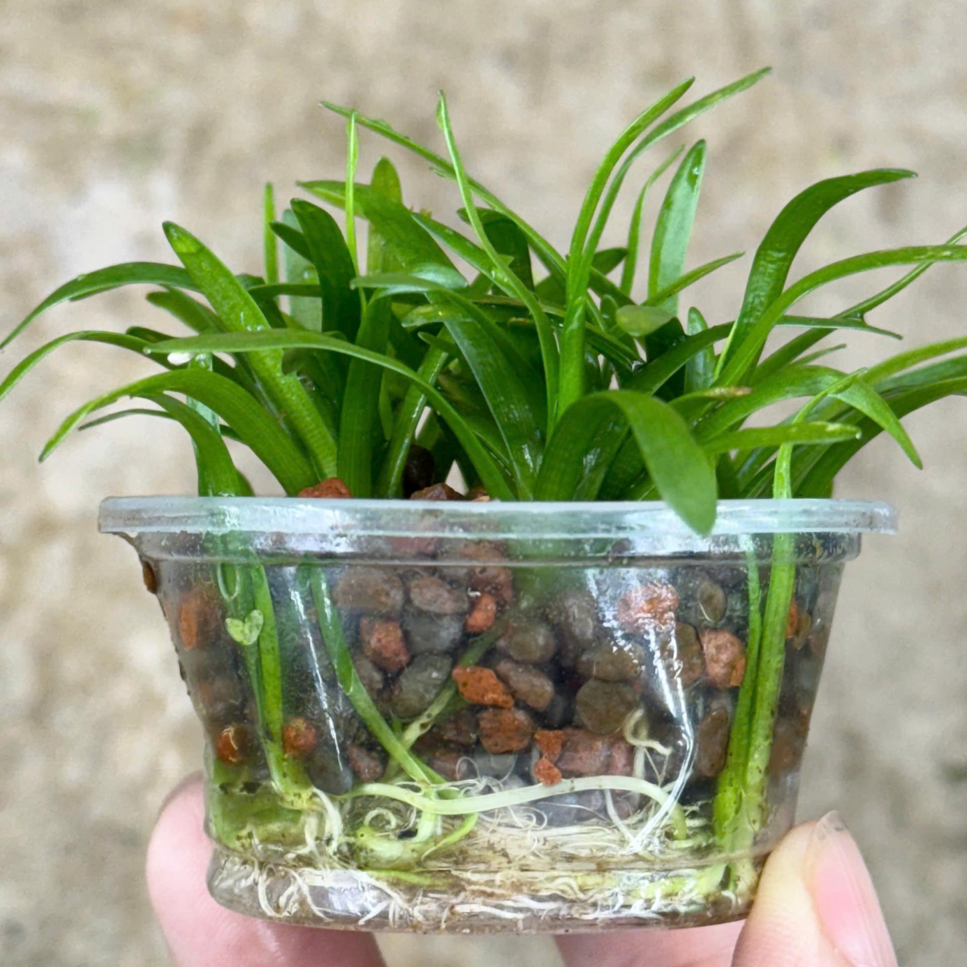 Trang trại Thuỷ Mộc Aquarium