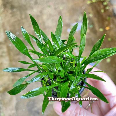 Tiêu thảo Parva (chậu tròn)(Cryptocoryne parva)