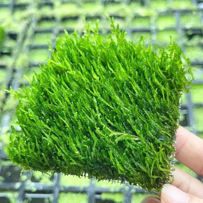 Rêu flame (lá nước)