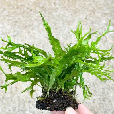 Dương xỉ sừng hươu TM(special) gt NP