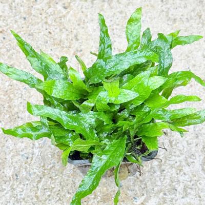 Dương xỉ petite