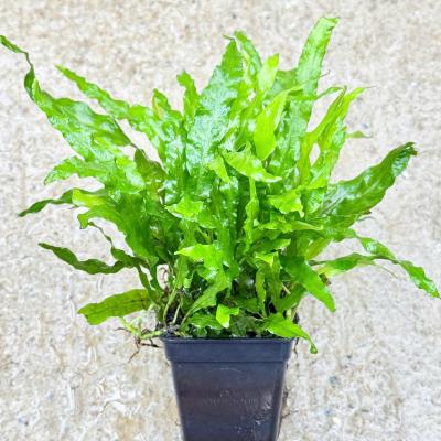 Dương xỉ mỹ nhân