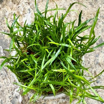 Cỏ lưỡi rắn (hộp)