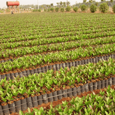 Xử lý hạt giống để nhân giống